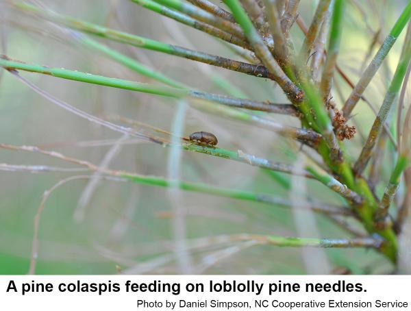 Pine colaspis beetle
